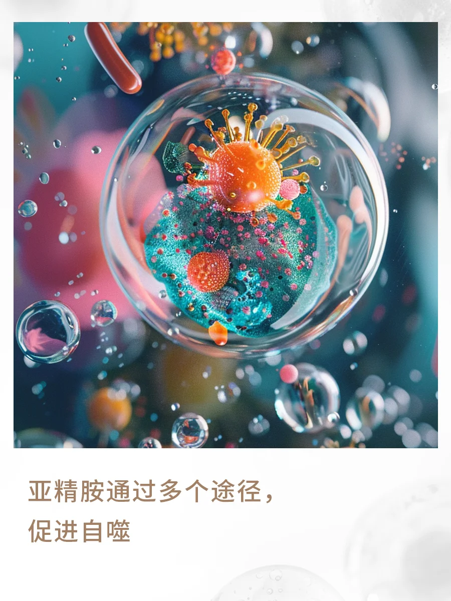  亚精胺：“细胞自噬”成抗衰新靶点吗？进口保健品代工厂为您带来解析