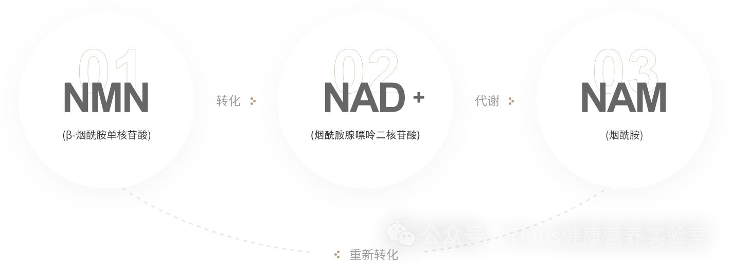 NMN新研究：根本不直接抗衰，怎么说肠肝循环与菌群才是幕后 “操盘手”吗？进口保健品代工厂为您解析