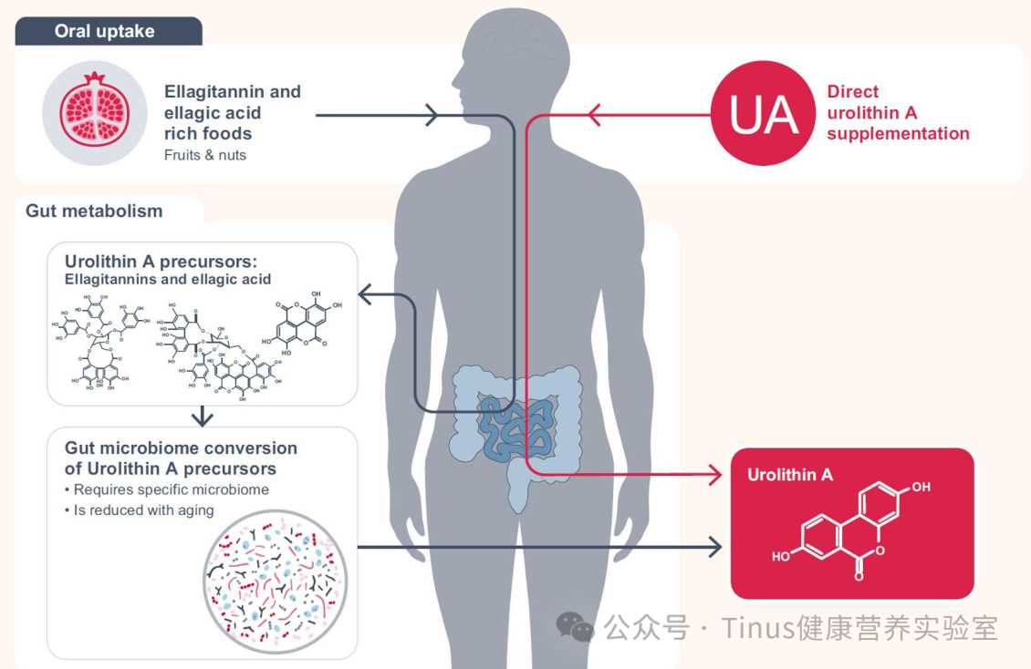  尿石素A研究版图扩张？2025多项临床证实其重塑免疫、改善血管功能，进口保健品代工厂带来分析