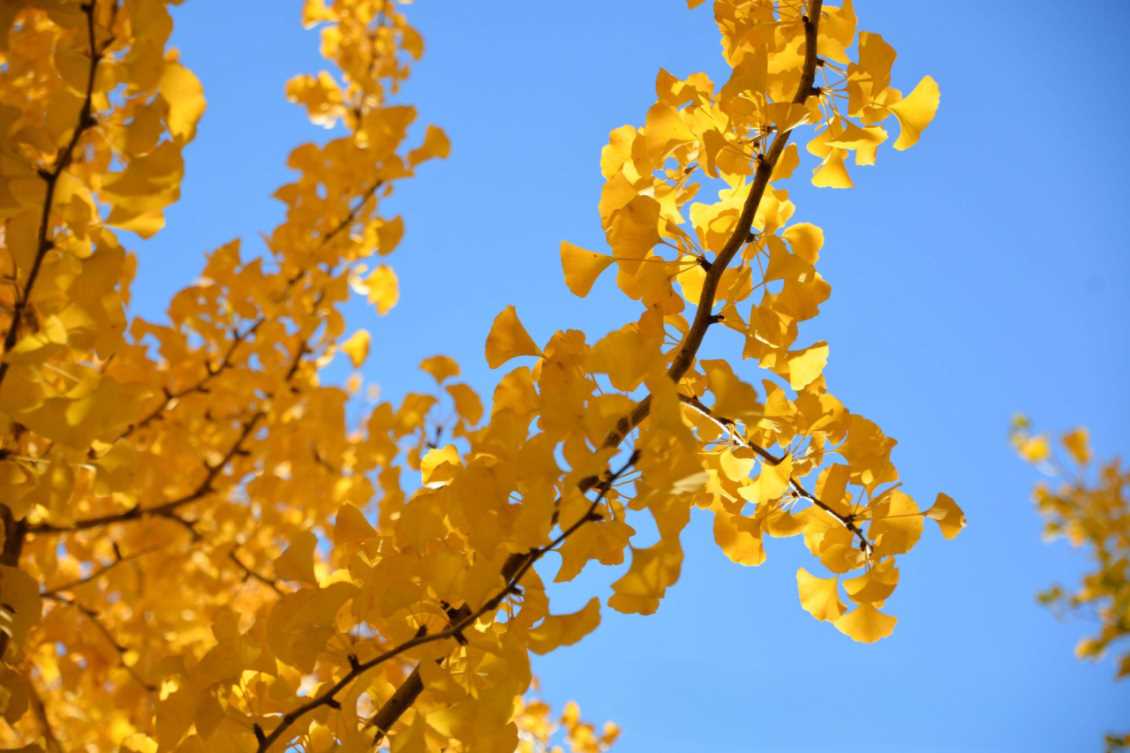 金叶藏千年： 银杏叶的养生智慧，香港保健品代工厂为您带来解析