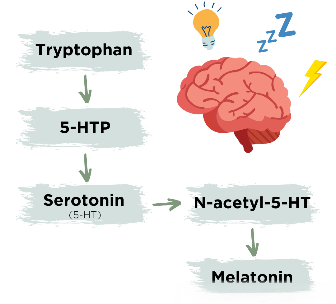 情绪管理的“答案成分”之5-羟色氨酸（5-HTP）：为何是快乐的“原料”？香港保健品代工厂为您解析 
