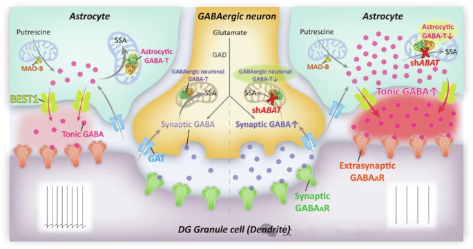 情绪管理的“成分答案”——γ-氨基丁酸：神经的“镇静剂” 香港保健品代工厂为您讲解