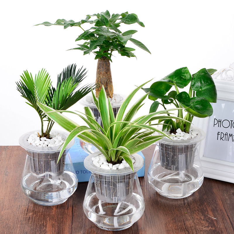 新房除甲醛放哪些植物比较好