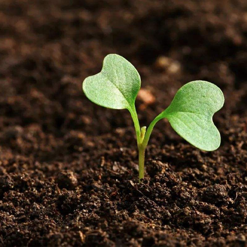 土壤和地下水调查